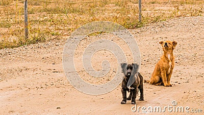 Two dogs on a dirt road Stock Photo