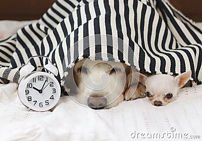 Close up image of golden retriever and chihuahua dog lying down in bed under black and white stripes blanket with white alarm Stock Photo