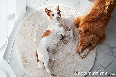 two dogs embodying companionship with a gentle embrace Stock Photo