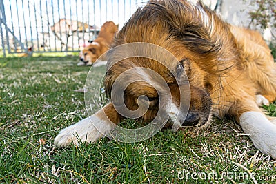 Two dogs enjoy a bone in the home garden Stock Photo