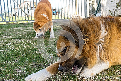 Two dogs enjoy a bone in the home garden Stock Photo