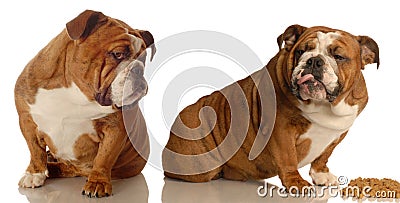 Two dogs fighting over food Stock Photo