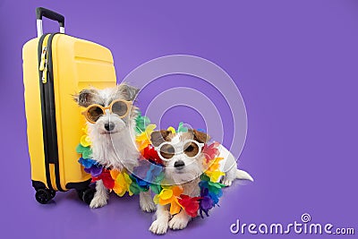 Two dogs going on vacation. Isolated on purple background Stock Photo