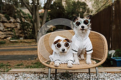 Two dogs going on vacations dressed with bathrobe in a hotel. Pet friendly concept Stock Photo