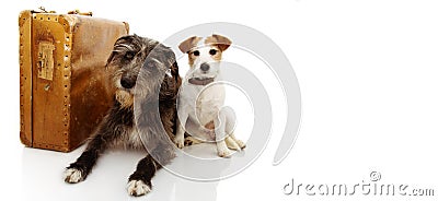 TWO DOGS GOING ON VACATIONS. JACK RUSSELL AND SHEEPDOG NEXT TO A VINTAGE SUITCASE. ISOLATED SHOT AGAINST WHITE BACKGROUND Stock Photo