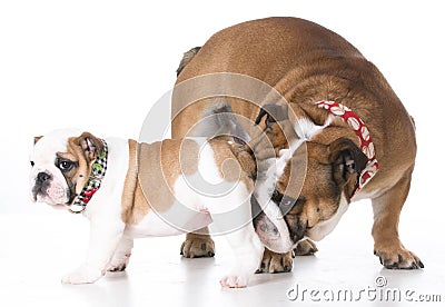 Two dogs greeting each other Stock Photo