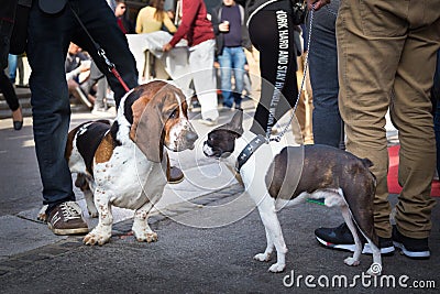 Two dogs greeting each other by sniffing. Stock Photo