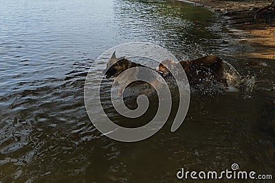 Two dogs having fun in park by water. Lifestyle concept Happy dog emotions. German Shepherd runs into river and wants to swim Stock Photo