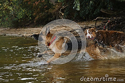 Two dogs having fun in park by water. Lifestyle concept Happy dog emotions. German Shepherd runs into river and wants to swim Stock Photo