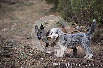 Two dogs holding a stick together Stock Photo