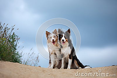 Two dogs hugging together for a walk. Pets in nature. Cute border collie in the field against the sky Stock Photo