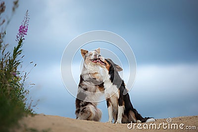 Two dogs hugging together for a walk. Pets in nature. Cute border collie in the field against the sky Stock Photo