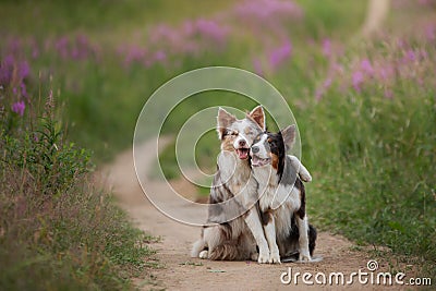 Two dogs hugging together for a walk. Pets in nature. Cute border collie in a field in colors. St. Valentine`s Day. Stock Photo
