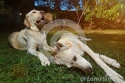 Two dogs laying on grass background Stock Photo