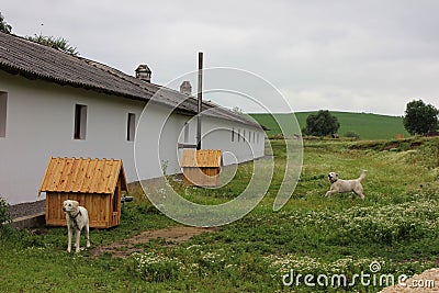 Two dogs leased to kennels near farm house Stock Photo