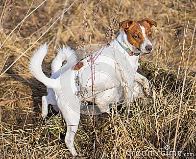 Two dogs are looking for a mice. Stock Photo