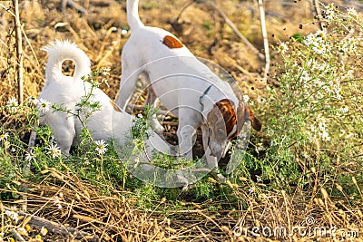 Two dogs are looking for mice hole. Stock Photo