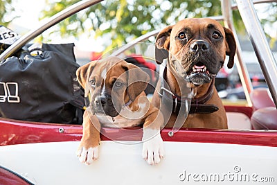 Two dogs looking out of a car. Stock Photo