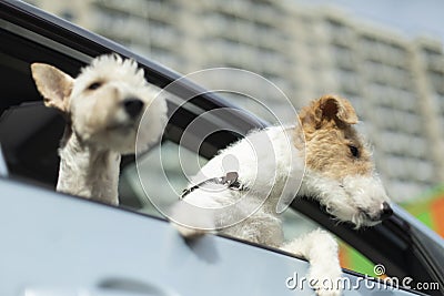 Two dogs are looking out of car window. Two pets in transport. Animal in car Stock Photo