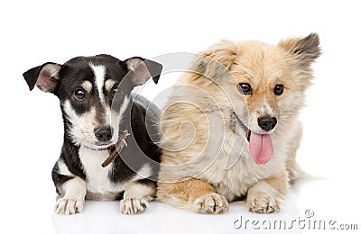 Two dogs lying together. Stock Photo