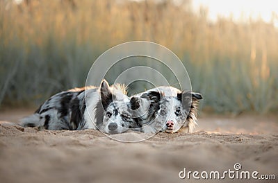 Two dogs border collie lying on the sand Stock Photo