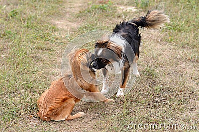 Two dogs meeting Stock Photo