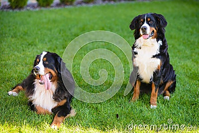 Two dogs, pair, male and female, Berner Sennenhund breed Stock Photo