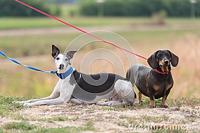 Two dogs in the park Stock Photo