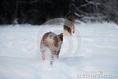 Two dogs play catch up in winter park. Brown aussie rear view. Puppy of Australian shepherd dog, red tricolor with cropped tail Stock Photo