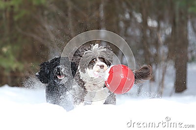 Two Dogs Playing with a Ball in the Snow Stock Photo