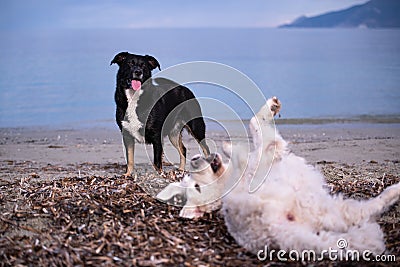 Two dogs playing on the beach Stock Photo