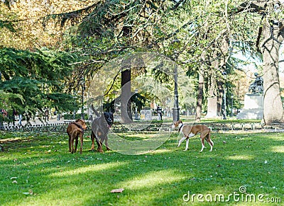 Dogs playing happily in the park. Stock Photo