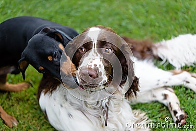Two dogs playing rough in grass Stock Photo