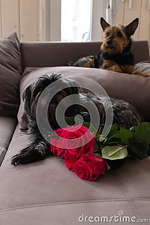 Two dogs portrait, adorable cairn terrier lying down on couch with red roses. Small fluffy dog in flowers at home Stock Photo