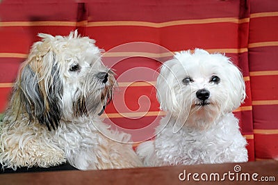 Two dogs resting on a garden chair Stock Photo
