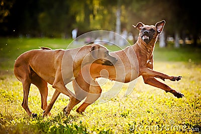 Two dogs ridgeback playing Stock Photo