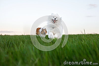 Two dogs are running across the lawn. Sheltie and Samoyed - Bjelker's friendship. Stock Photo