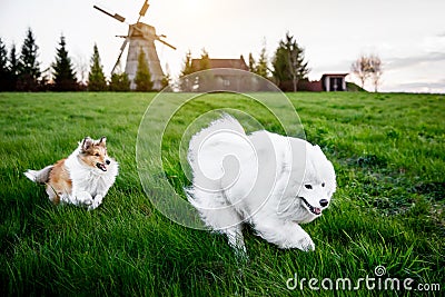 Two dogs are running on the grass meadow. Windmill on the background. Sheltie and Samoyed - Bjelkier friendship. Stock Photo