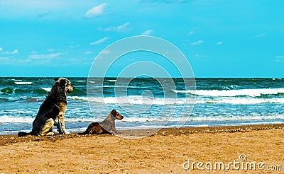 A couple of dogs on the seashore Stock Photo