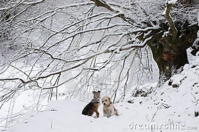 two dogs, senior beagle and junior bodeguero, sitting together in the forest under a snowy beech tree in an idyllic winter Stock Photo