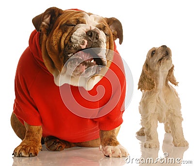 Two dogs singing or howling Stock Photo