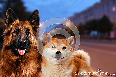 Two dogs sitting on the background lights of the night city. Evening walk Stock Photo