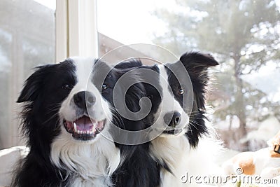 Two dogs sitting Stock Photo