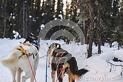 Dogs sled team in harness dog sledding during Alaska winter in the forest Stock Photo