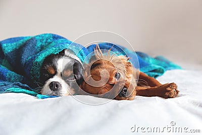 Two dogs sleepeing together under the blanket Stock Photo