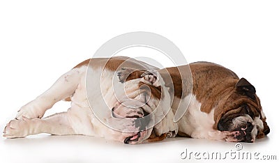 Two dogs spooning Stock Photo