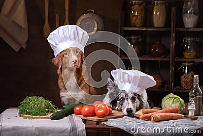 Two dogs together in the kitchen are preparing food. Nova Scotia Duck Tolling Retrieverr and Border Collie. raw food diet Stock Photo