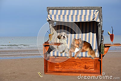Two dogs on vacation at the beach Stock Photo