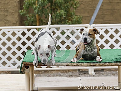 Two dogs waiting on the dock Stock Photo