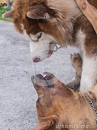 Two Dogs were Fighting Stock Photo